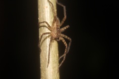 Cupiennius bimaculatus