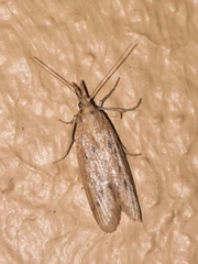 Ematheudes punctella