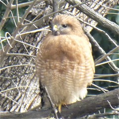 Buteo lineatus