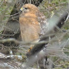 Buteo lineatus
