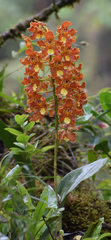 Otoglossum