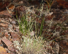 Muhlenbergia montana