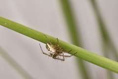 Mangora acalypha