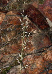 Muhlenbergia montana