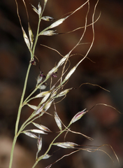 Muhlenbergia montana