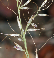 Muhlenbergia montana