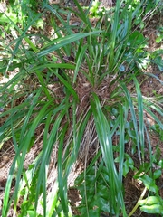 Dianella nigra