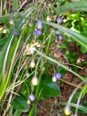 Dianella nigra