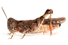 Austroicetes pusilla