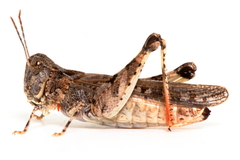 Austroicetes pusilla