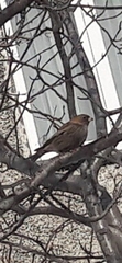 Leucosticte arctoa