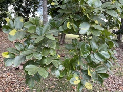 Zanthoxylum flavum