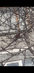 Leucosticte arctoa