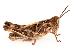 Austroicetes