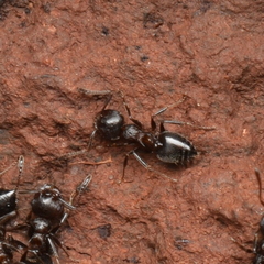 Crematogaster coarctata