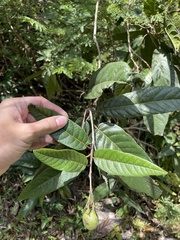 Cordia fitchii