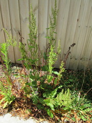 Rumex obtusifolius