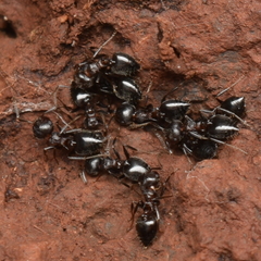 Crematogaster coarctata