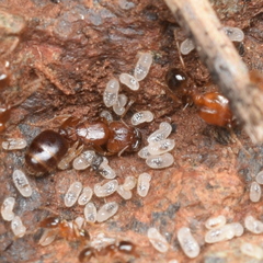 Pheidole californica