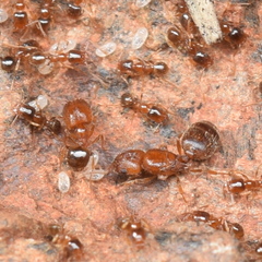 Pheidole californica
