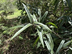 Cordia fitchii