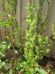 Rumex obtusifolius