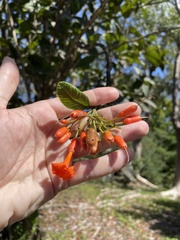 Cordia rickseckeri