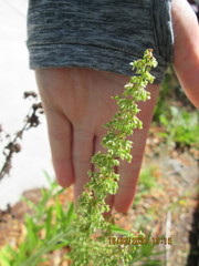 Rumex obtusifolius