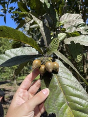 Cordia rickseckeri