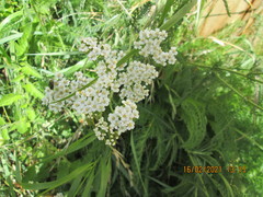Achillea millefolium