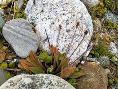 Plantago raoulii