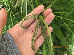 Achillea millefolium