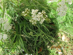 Achillea millefolium