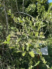 Coccoloba microstachya
