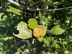 Elaeodendron xylocarpum