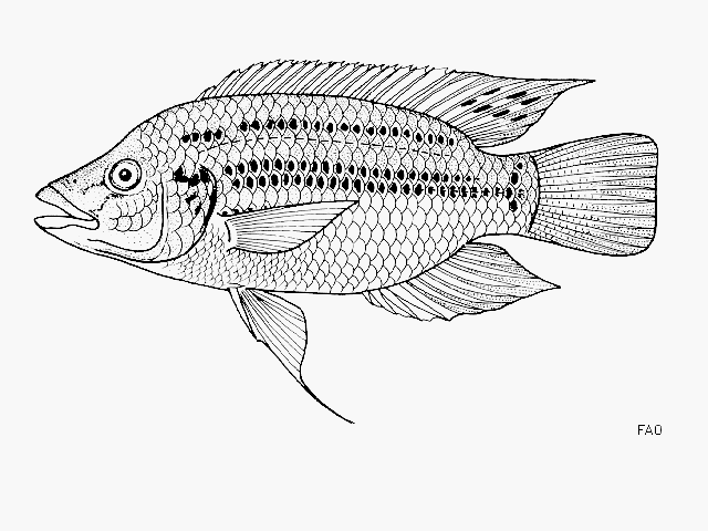 Korogwe tilapia (Oreochromis korogwe) — Cichlidae