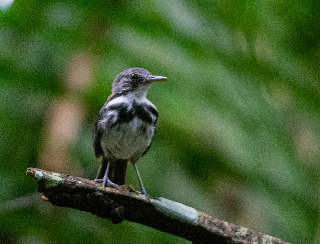 Ringed Antpipit