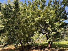 Libidibia monosperma