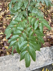 Libidibia monosperma