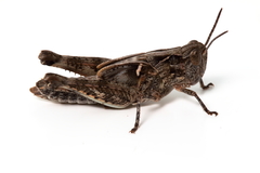 Austroicetes