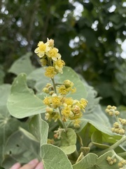 Abutilon virginianum