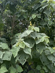 Abutilon virginianum