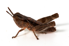 Austroicetes