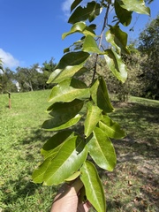 Zanthoxylum schreberi