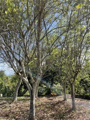 Zanthoxylum schreberi