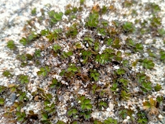 Acaena microphylla pauciglochidiata