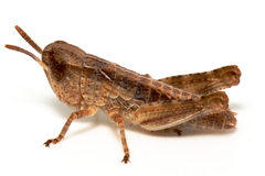 Austroicetes