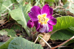 Primula vulgaris rubra