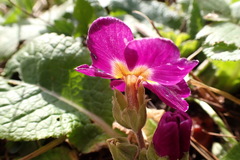 Primula vulgaris rubra