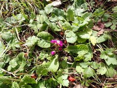 Primula vulgaris rubra